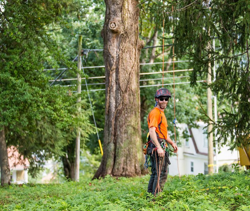 What is an arborist, and why should you you hire one?