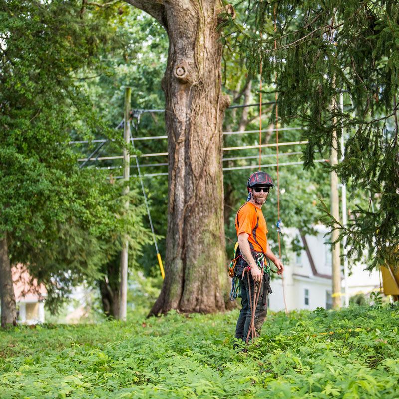 What is an arborist, and why should you you hire one?